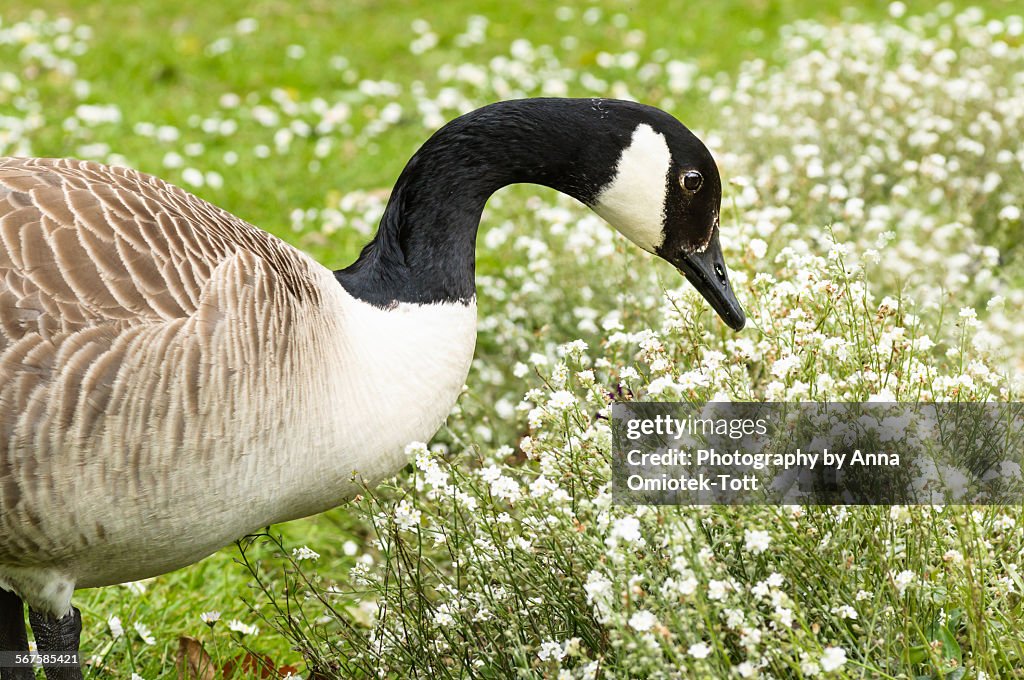 A Goose and White Flowers