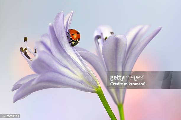 ladybug on violet flowers - african lily imagens e fotografias de stock