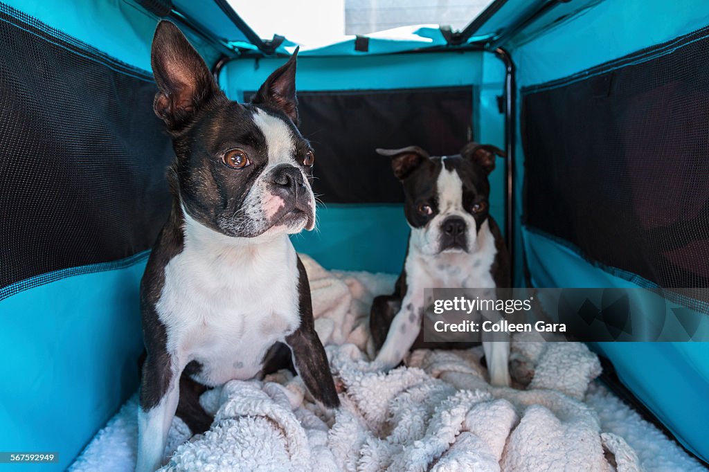 Two Boston Terriers in Open Top Crate