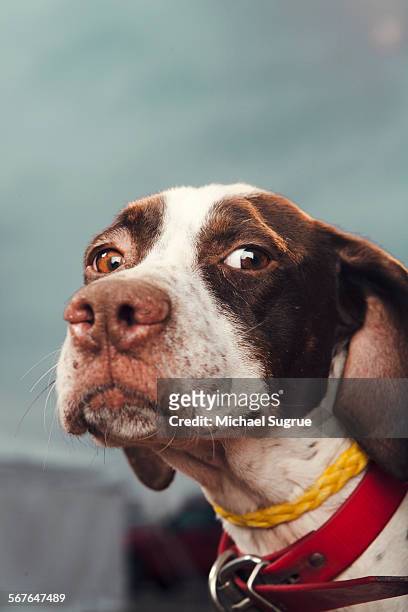 portrait of dog looking at camera. - テネシー州 フランクリン ストックフォトと画像