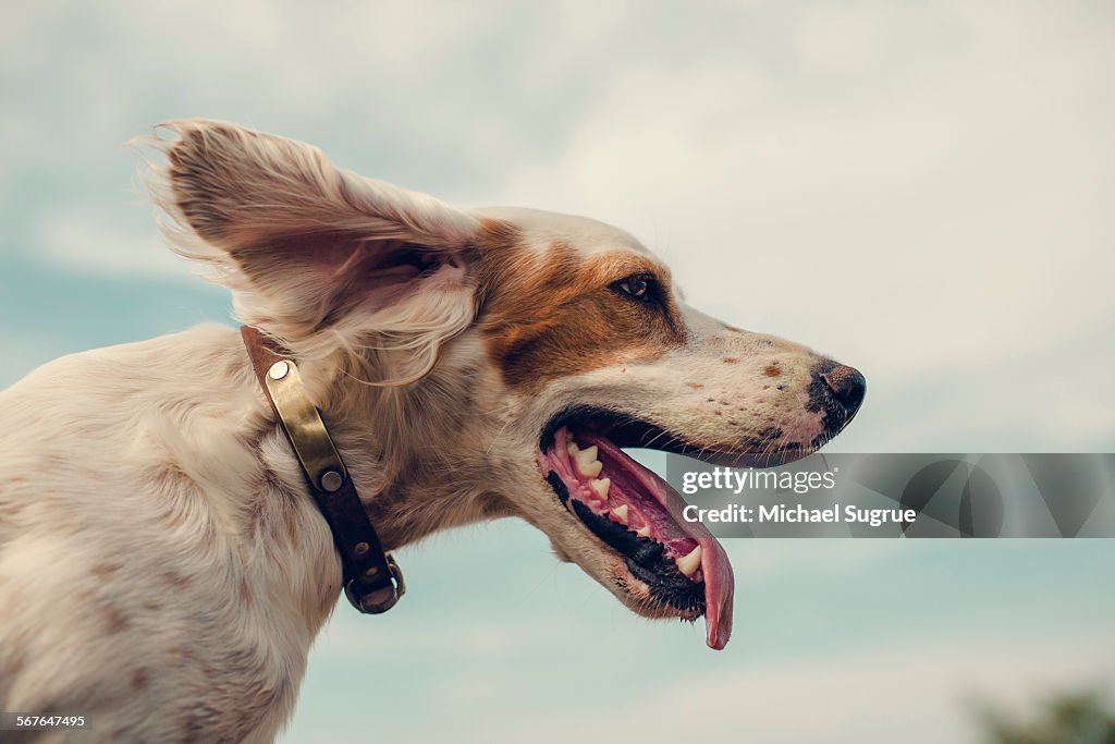 Portrait of Dog looking into the wind.