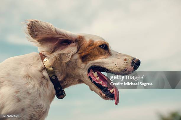 portrait of dog looking into the wind. - collare foto e immagini stock