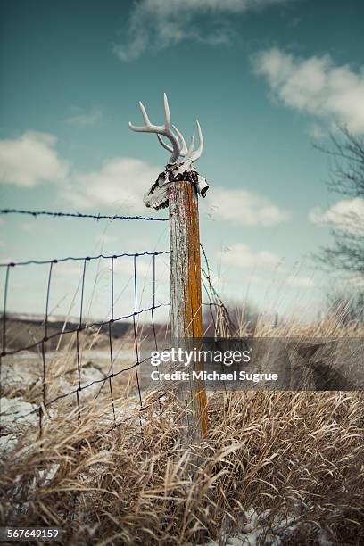 deer skull on fence post in field. - deer skull stock pictures, royalty-free photos & images