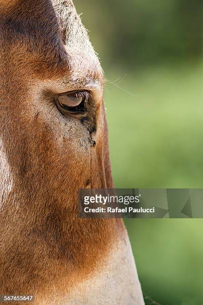 horse face - ocellus stock pictures, royalty-free photos & images