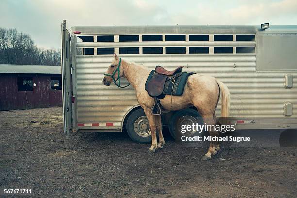 white horse standing next to trailer. - paardenwagen stockfoto's en -beelden