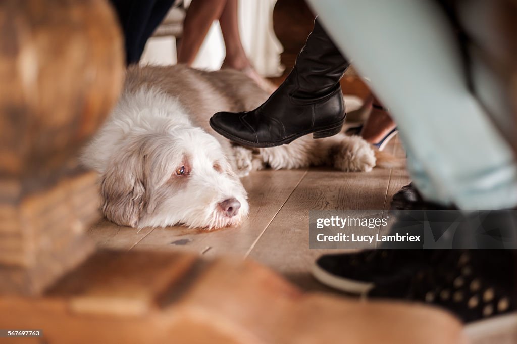 Dog lying under a table where women have gathered