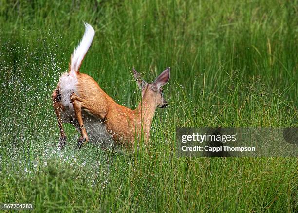 doe deer running through a marshland - doe foot stock pictures, royalty-free photos & images