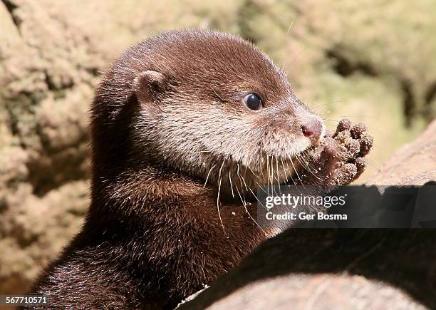 baby asian small clawed otter - cute otter stock pictures, royalty-free photos & images