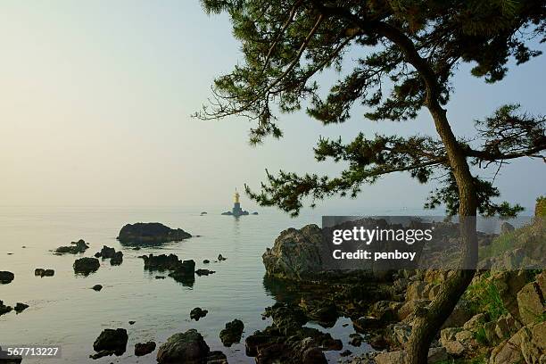 pine tree in the seashore - gyeongju fotografías e imágenes de stock