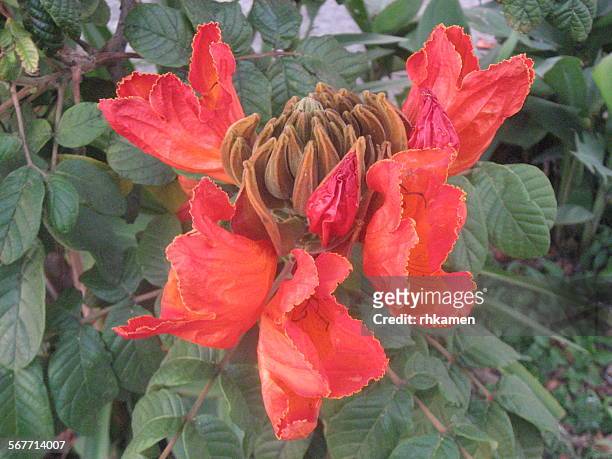 african tulip tree, cienfuegos, cuba - african tulip tree stock pictures, royalty-free photos & images