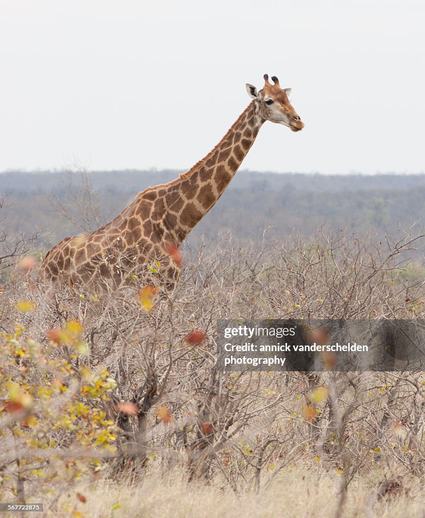 Giraffe in the wilderness