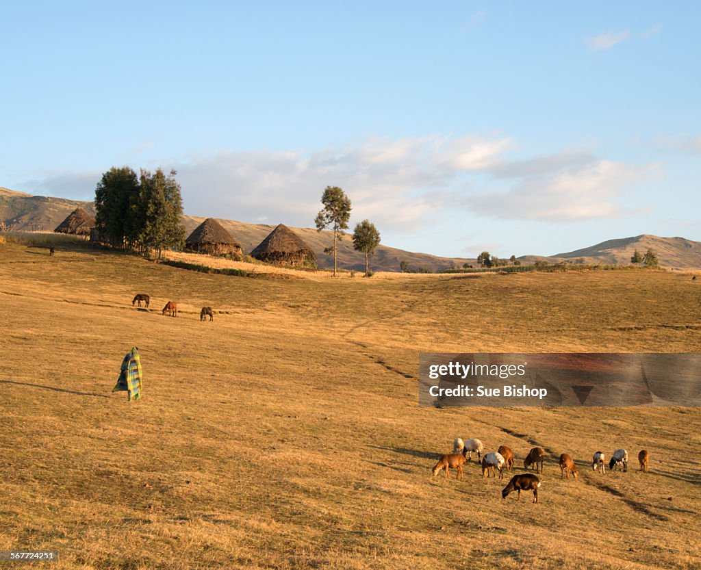 Farm in evening light, simien mountains