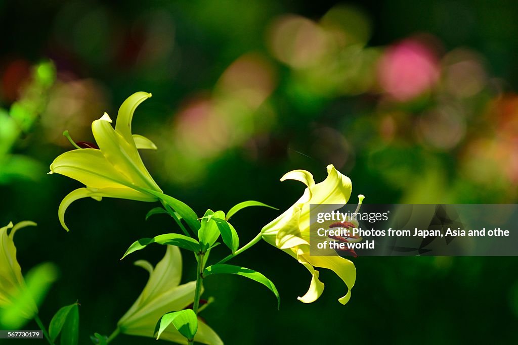 Lily flowers with multi-colored background