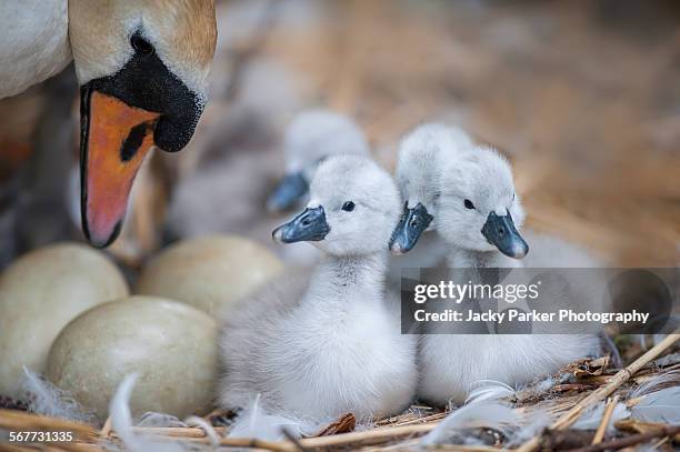 730 Abbotsbury Stock Photos and High-Res Images - Getty Images