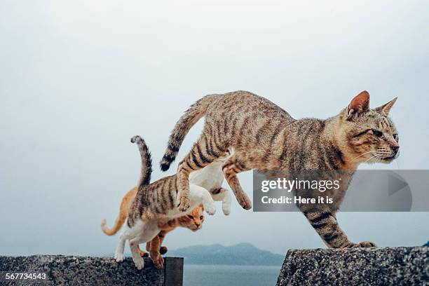 3 flying cats - flying cat stock pictures, royalty-free photos & images