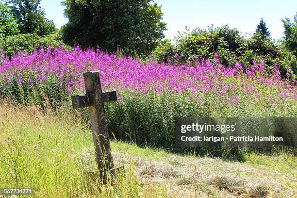 a corner of an old english churchyard - fireweed stock pictures, royalty-free photos & images