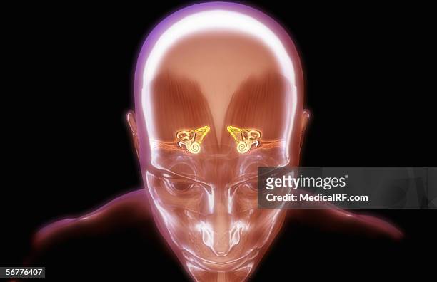 stylized view of the inner ears. - malleus stock illustrations