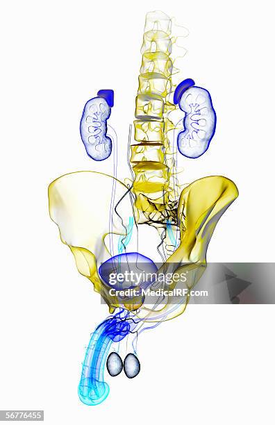 an stylized x-ray, three quarter lateral view of the male urogential system. - flaccid stock illustrations