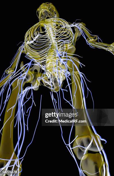 Ribcage Lateral View Photos and Premium High Res Pictures - Getty Images