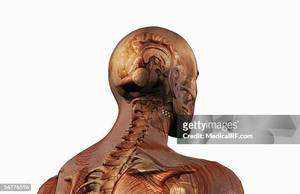 ilustraciones, imágenes clip art, dibujos animados e iconos de stock de a three quarter lateral view, angled from behind and below of a sagittal sectioned brain. - fornix