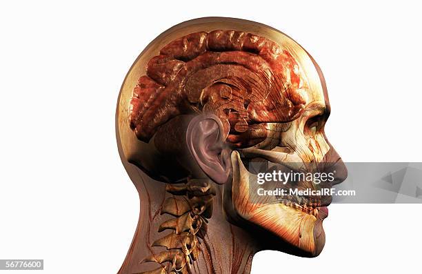 ilustraciones, imágenes clip art, dibujos animados e iconos de stock de a lateral view of a sagittal sectioned brain. - fornix