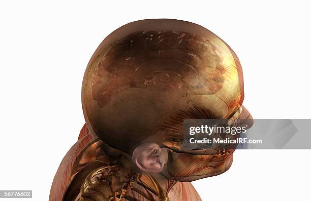 ilustraciones, imágenes clip art, dibujos animados e iconos de stock de a lateral view, angled from above, of a sagittal sectioned brain. - fornix