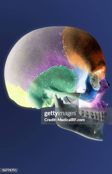 ilustraciones, imágenes clip art, dibujos animados e iconos de stock de lateral stylized view of the eyeballs in a skull. - hueso occipital