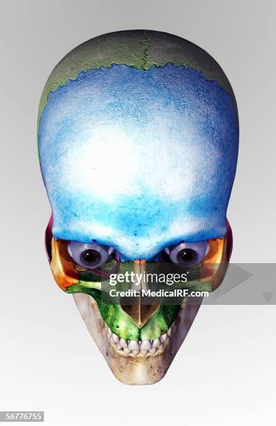 ilustraciones, imágenes clip art, dibujos animados e iconos de stock de superior angled view of the eyeballs in a skull. - hueso occipital