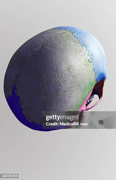 ilustraciones, imágenes clip art, dibujos animados e iconos de stock de posterior angled view of the skull. - hueso occipital