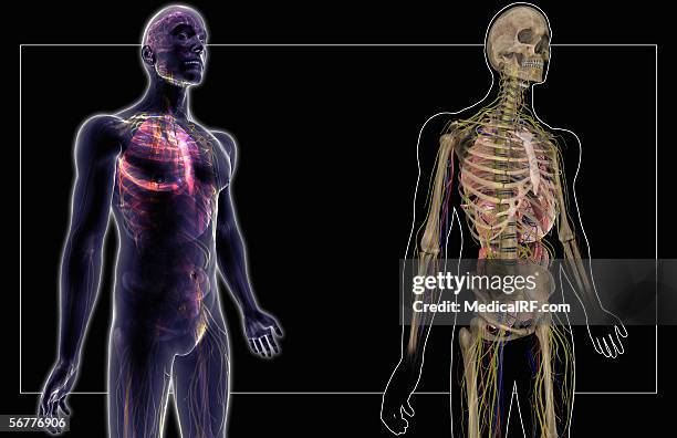 anterior angled view of the main body systems. - split screen stock illustrations