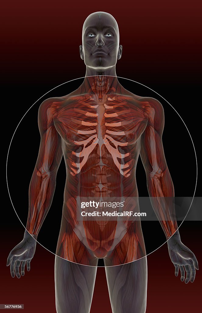 Anterior view of a male body with skeleton and musculature.