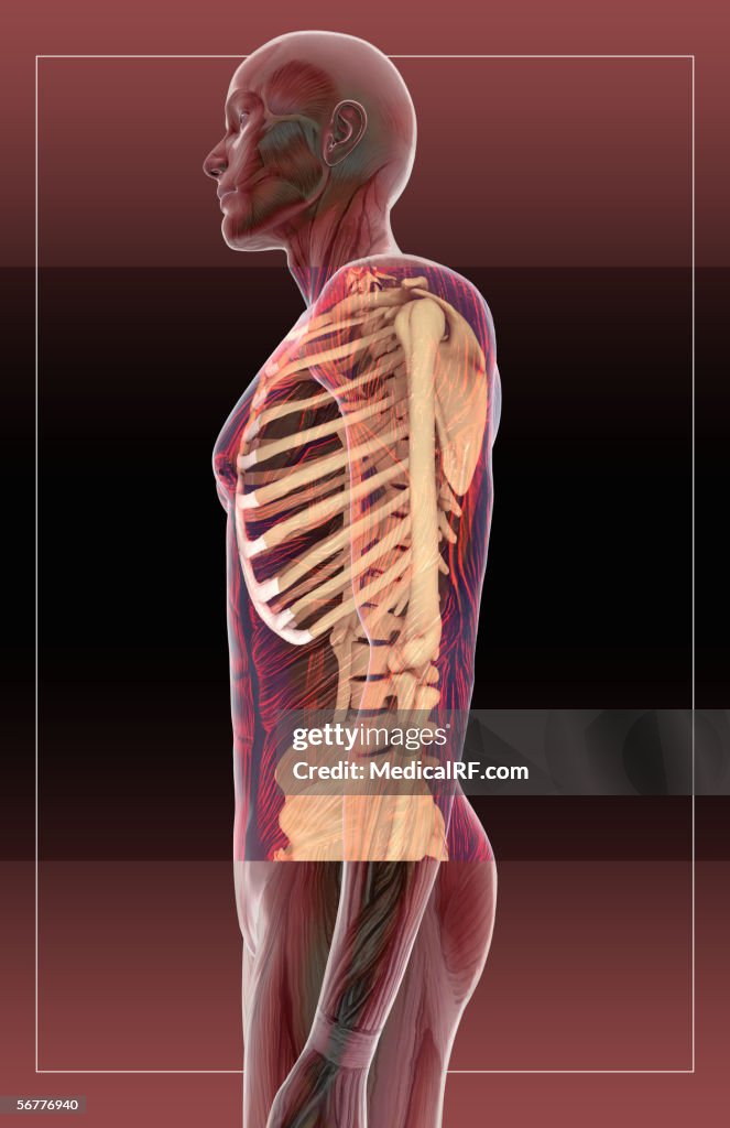 Lateral view of a male body with skeleton and musculature.