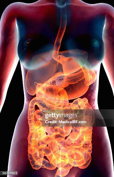 stockillustraties, clipart, cartoons en iconen met anterior stylized view of a female torso containing the digestive system. - menselijke twaalfvingerige darm