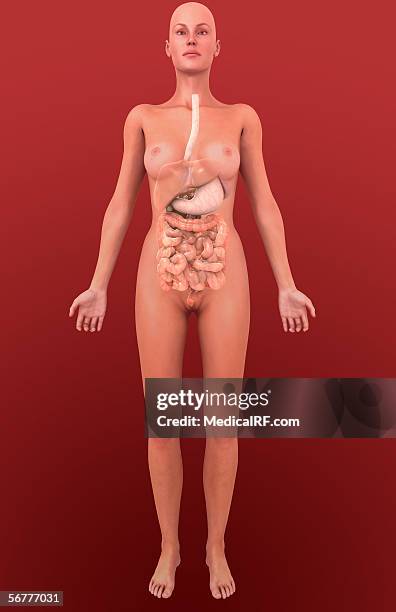 stockillustraties, clipart, cartoons en iconen met anterior view of a female body containing the digestive system. - menselijke twaalfvingerige darm