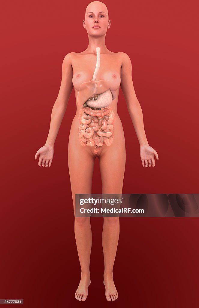 Anterior view of a female body containing the digestive system.
