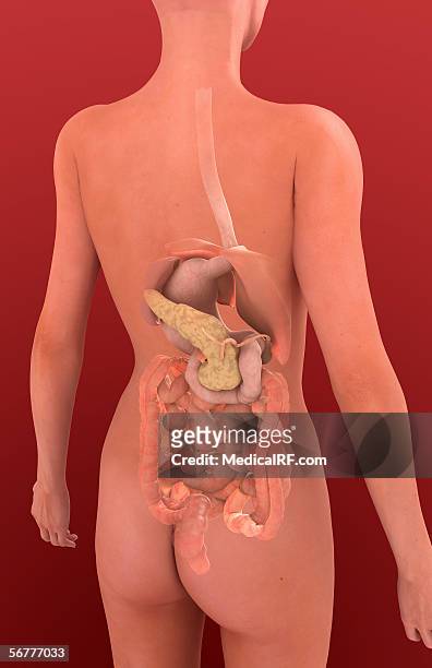 stockillustraties, clipart, cartoons en iconen met posterior angled view of a female body containing the digestive system. - menselijke twaalfvingerige darm