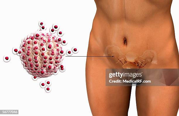 anterior illustration of the female reproductive system next to a stylized ovum. - uterine wall stock illustrations