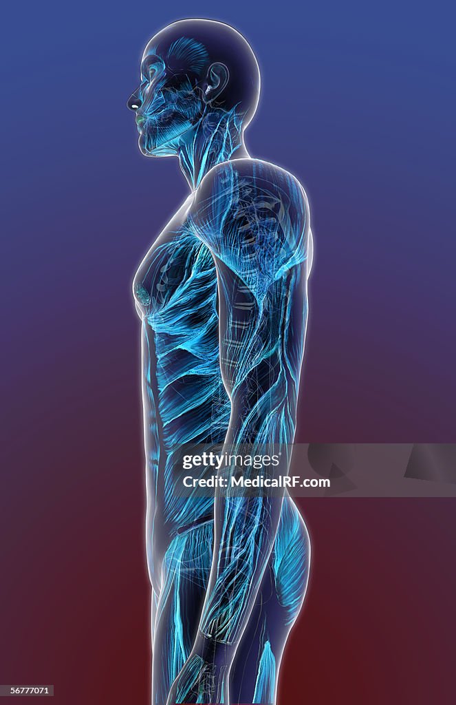 Lateral stylized view of a male body with skeleton and musculature.