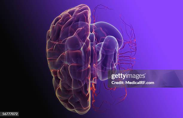 ilustraciones, imágenes clip art, dibujos animados e iconos de stock de superior view of a stylized brain and main arterial vessels with the left hemisphere removed. - left cerebral hemisphere