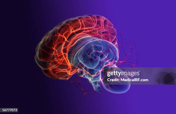 ilustraciones, imágenes clip art, dibujos animados e iconos de stock de left lateral view of a stylized brain and main arterial vessels with the left hemisphere removed. - left cerebral hemisphere