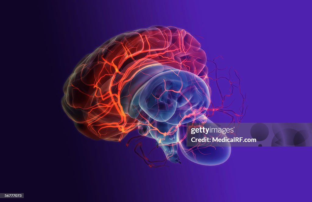 Left Hemisphere Of The Brain Lateral View Brain Anatomy: Overview,