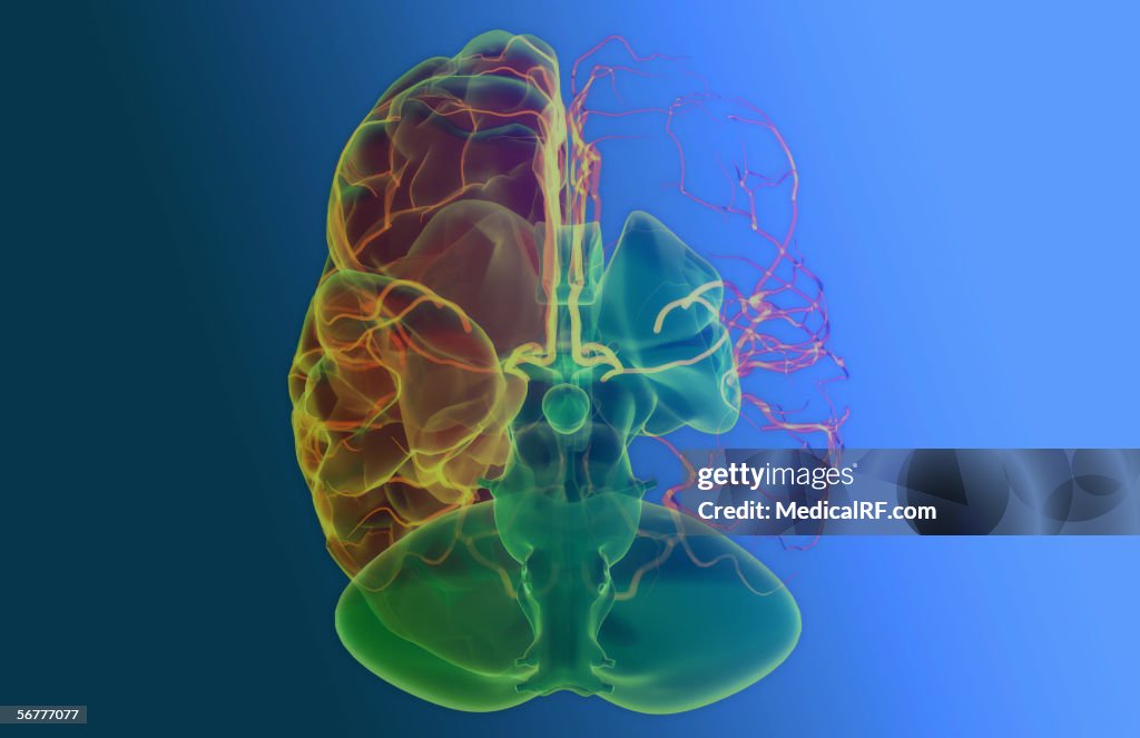 Inferior view of a stylized brain and main arterial vessels with the left hemisphere removed.