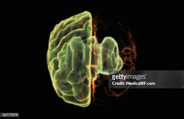 ilustraciones, imágenes clip art, dibujos animados e iconos de stock de anterior view, angled slightly above a stylized brain and main arterial vessels with the left hemisphere removed. - left cerebral hemisphere