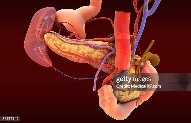 stockillustraties, clipart, cartoons en iconen met posterior view of the pancreas and lymph nodes. - menselijke twaalfvingerige darm