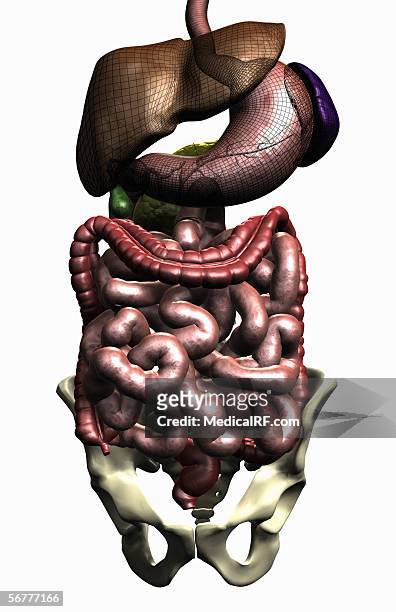 stockillustraties, clipart, cartoons en iconen met anterior illustration of the gastrointestinal system. - menselijke twaalfvingerige darm