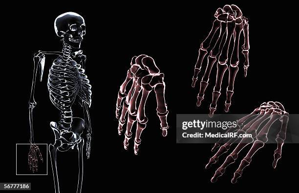 anterior angled, stylized view of the bones of the hand. - lunares stock illustrations