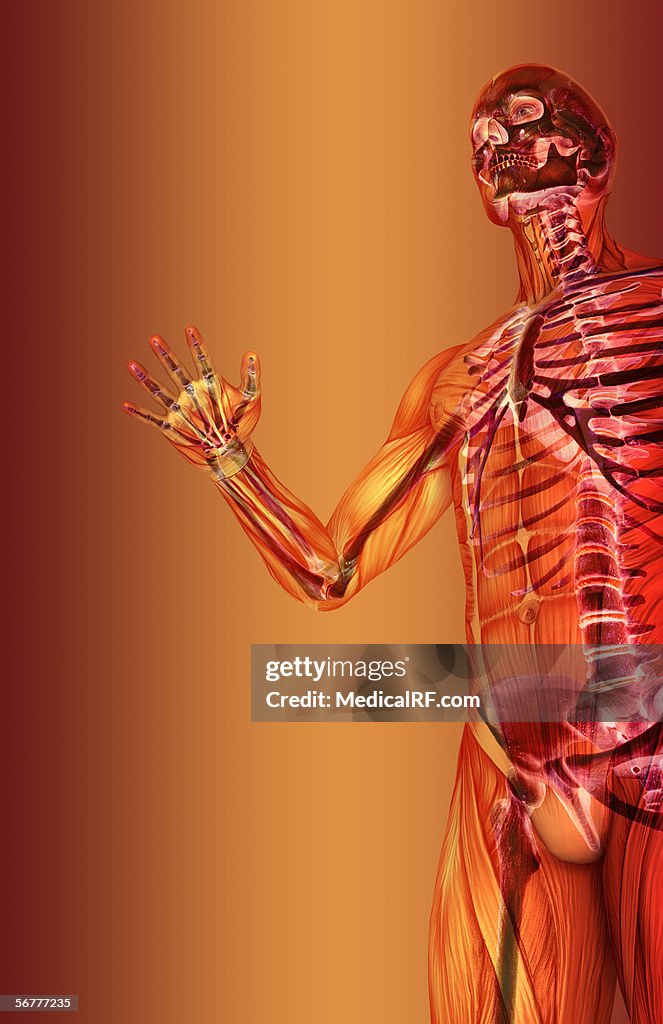 Anterior, low angled view of a male body with skeleton and musculature.
