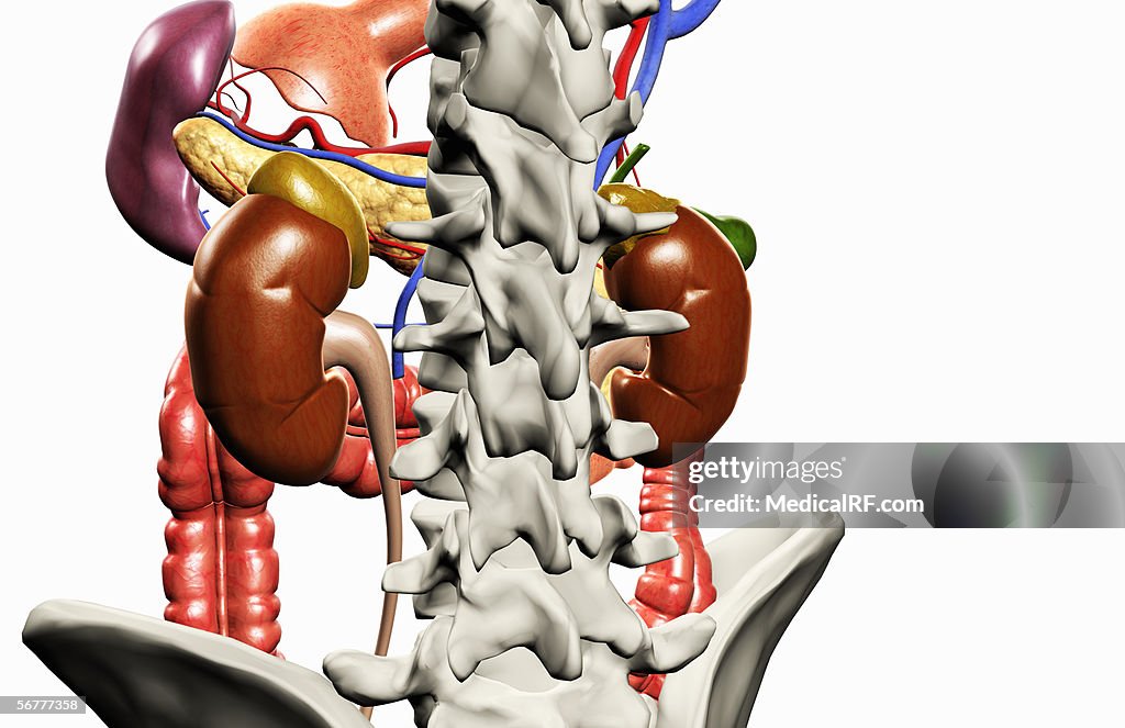 A posterior angled view of the urinary system in relation to the digestive system.