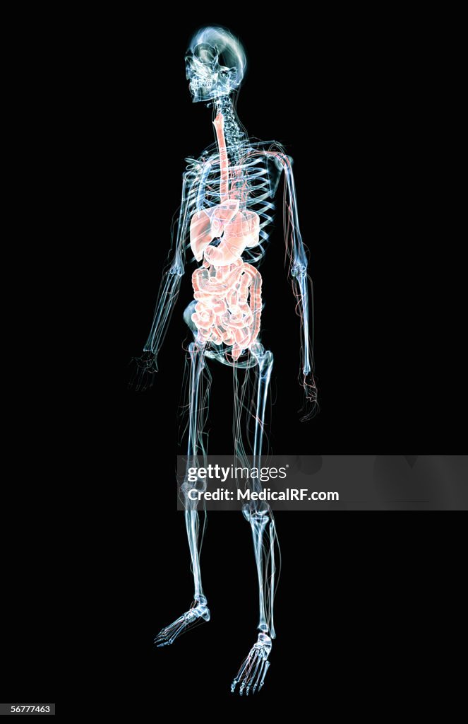 Anterior angled, stylized view of the gastrointestinal and cardiovascular systems in an x-ray skeleton.