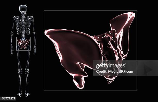 posterior angled, stylized view of the pelvis. - split screen stock illustrations